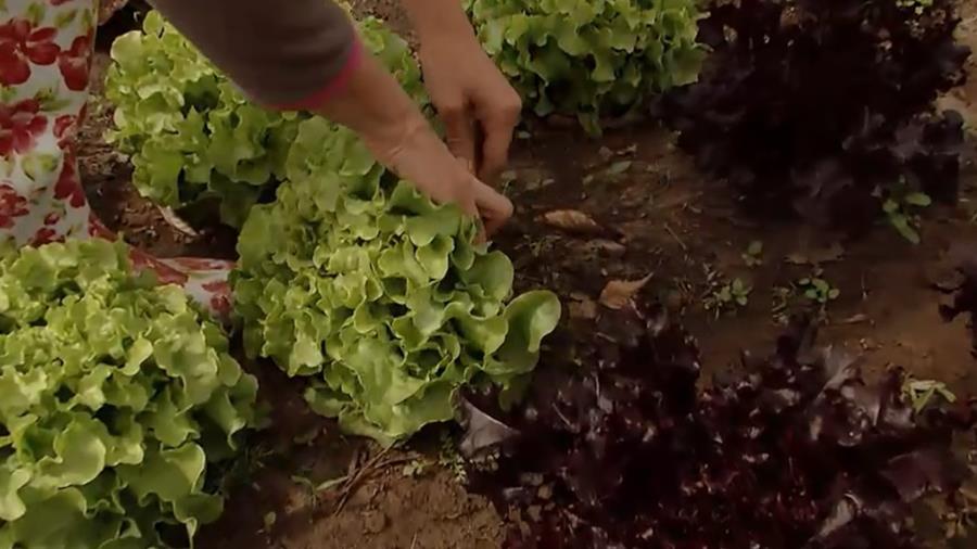 SALADE DANS LE JARDIN POTAGER