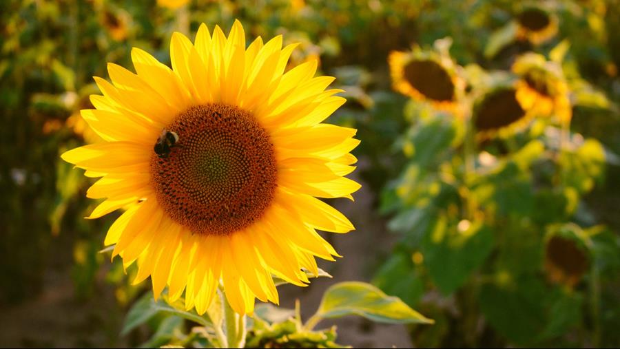 17 millions d'abeilles nourries quotidiennement en mai