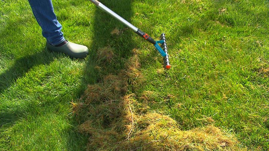 Comment scarifier sa pelouse?