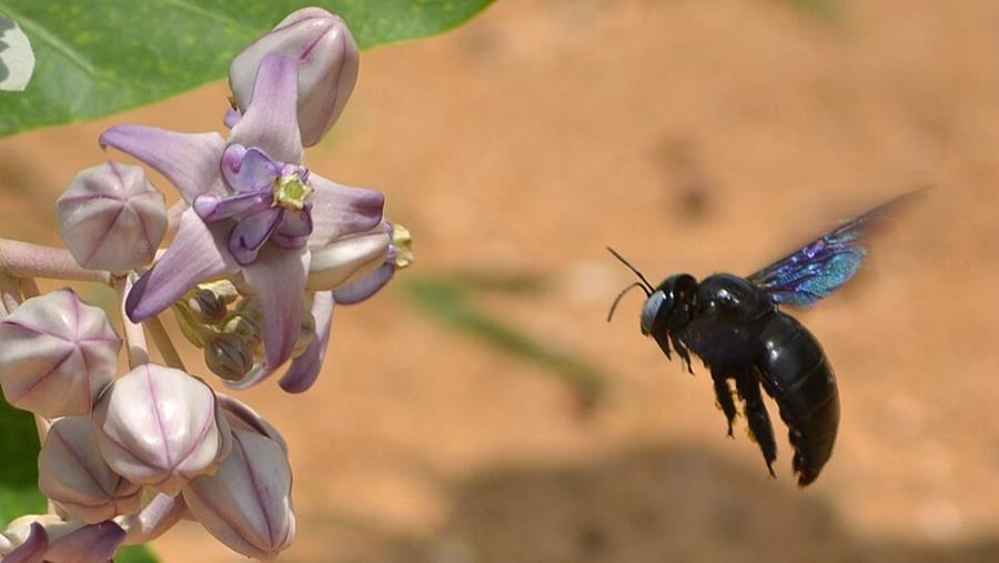 Le xylocope violet est-il en train de se frayer un chemin dans la menuiserie belge?