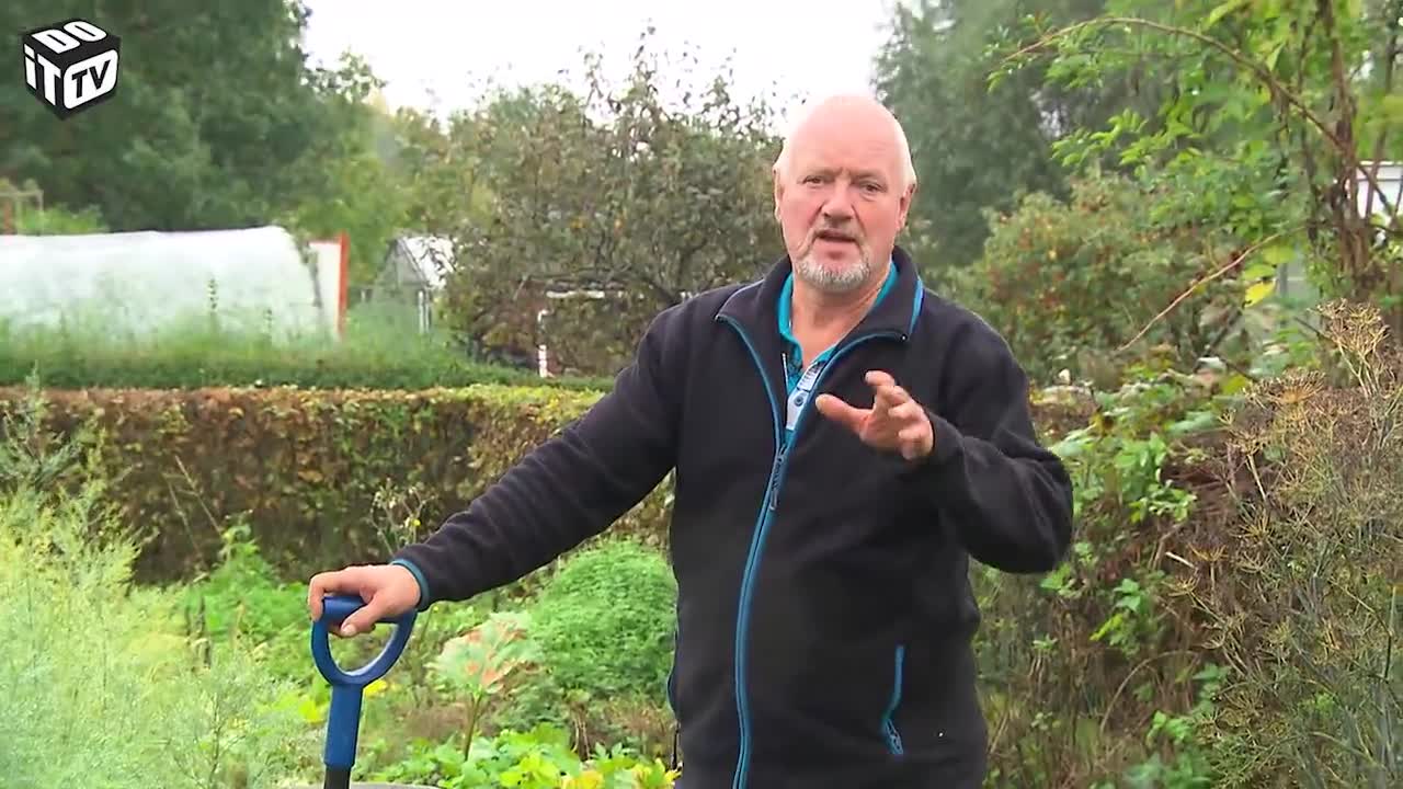 HOE WITLOOF TELEN