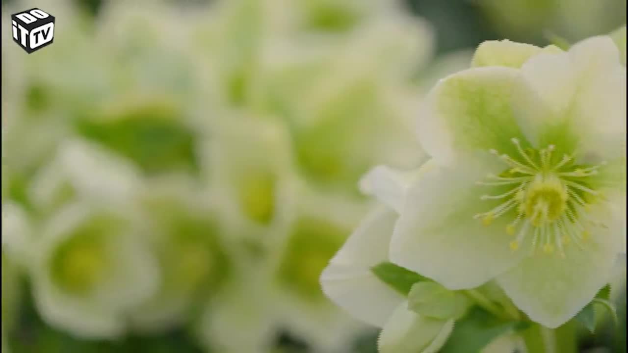 Des fleurs en hiver: l'hellébore